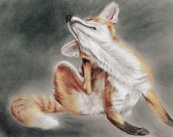 Fox, scratching fox, pencil drawing, chalk pastels, pastel, colour pencils, art print, limited edition, Giantmousie