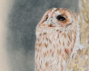 Tawny owl, owl, bird print, owl print, colour pencils, pencil drawing, chalk pastels, art print, limited edition, Giantmousie