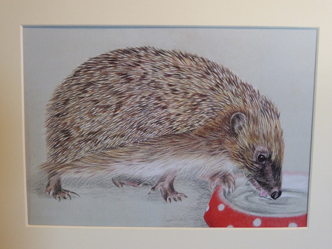 Hedgehog Hedgehogs Pencil Drawing Colour Pencils Art - Etsy