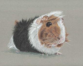 Guinea-pig, guinea-pigs, pencil drawing, colour pencils, art print, limited edition