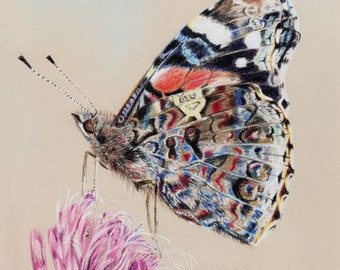 Red Admiral, butterfly, butterflies, colour pencils, chalk pastels, pastel, art print, limited edition, Giantmousie