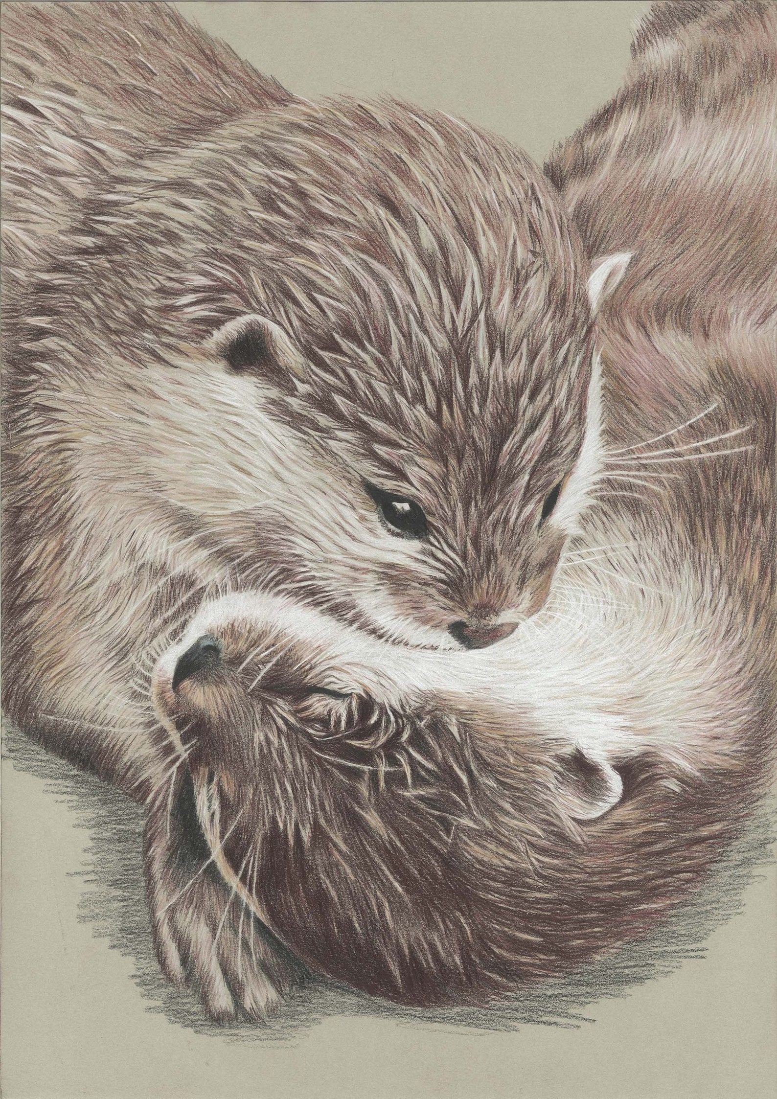 Otters European Otters Otter Pencil Drawing Colour - Etsy