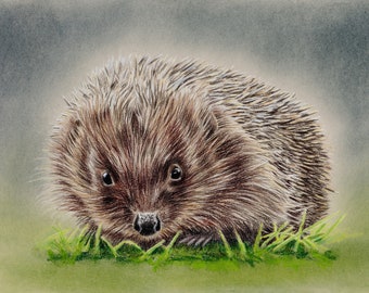 Hedgehog, hedgehogs, pencil drawing, colour pencils, chalk pastels, art print, limited edition