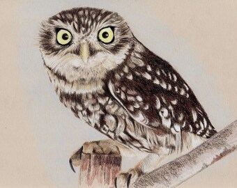 Little owl, owl, bird print, owl print, colour pencils, pencil drawing, chalk pastels, art print, limited edition, Giantmousie