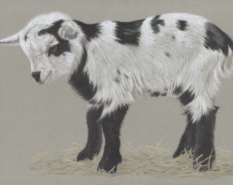 Baby goat, pygmy goat, goat, goats, baby animals, pencil drawing, colour pencils, art print, limited edition