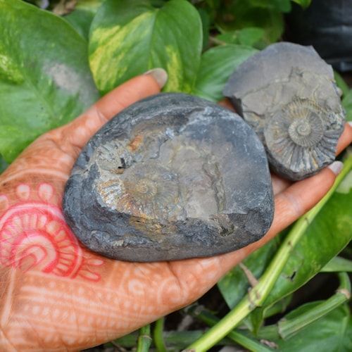 Salagrama Shaligram Fossilized sold Shell, Iconic Symbol of the God Vishnu from Nepal~I-4886