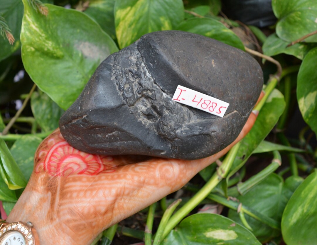 Shelligram Sea Shell Salagrama Shaligram Fossilized Shell Iconic Symbol of the God - Etsy Canada
