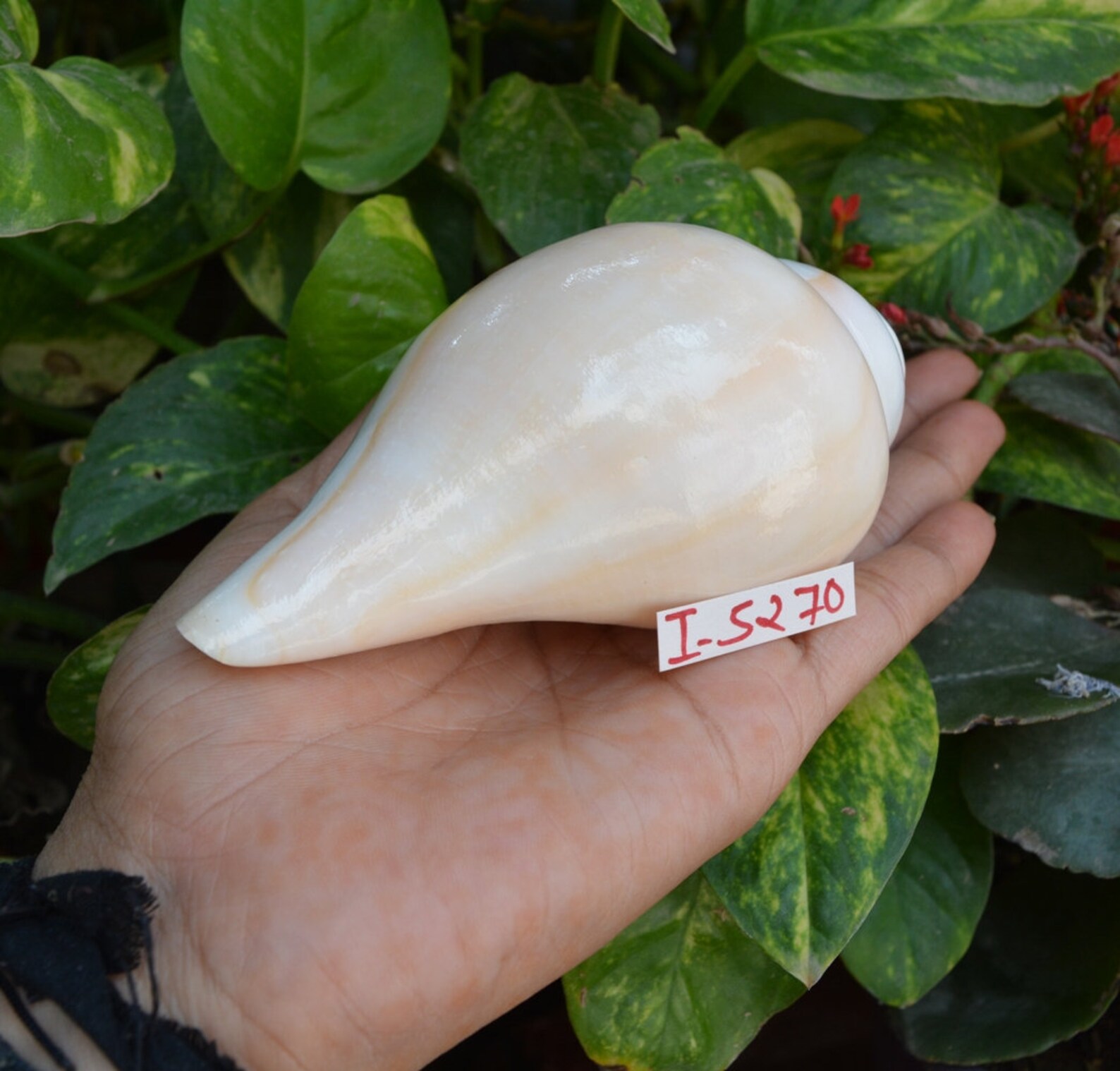 Indian Shankh Blowing Conch Shell White Sound Conch Shell for Etsy UK