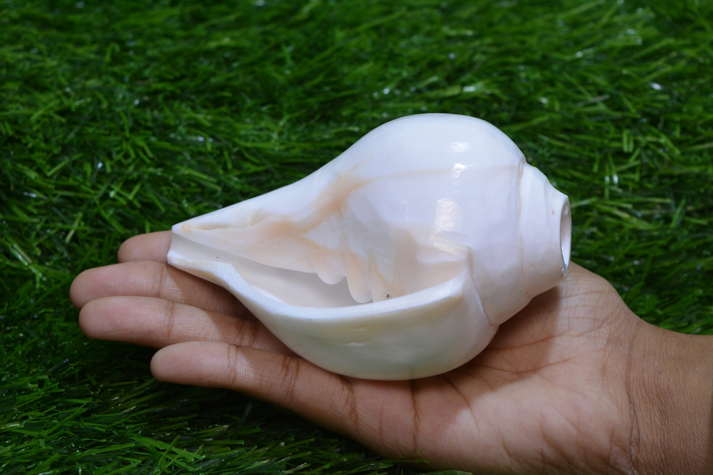 Pooja Sound God Shankh Conch Shell 4.5inch With 5.5 Brass Stand Hindu  Worship Crysta Polished Conch Shell White Shankha i-5973 - Etsy Ireland