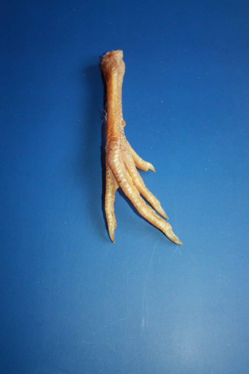 Decor Talisman Rare Natural Chicken Foot Charm Lucky Chicken Foot Trick or Treat Smell my Feet Halloween Decorations Halloween Costume Foot