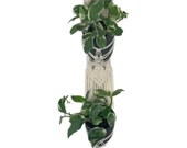 Double Macrame wall plant hanger