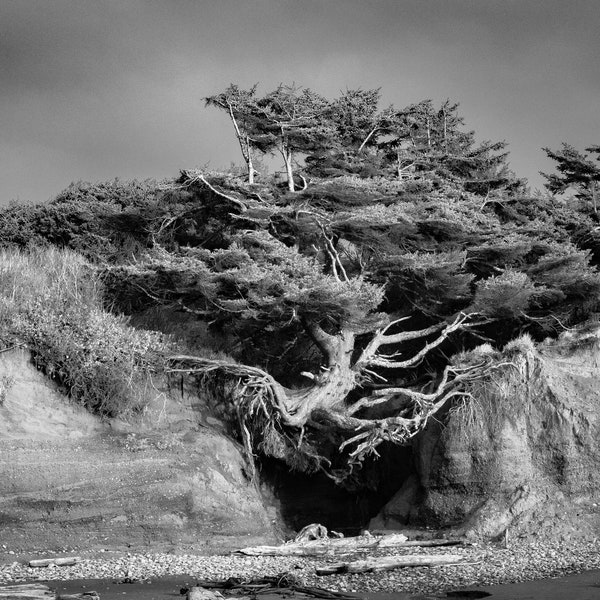 Award Winning Tree of Life Nature Photography | Fine Art  Print | Nature | Tree | Forest | Dramatic Photography Image | Washington State