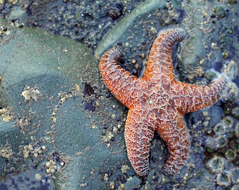 Sea Star on Tidal Rock