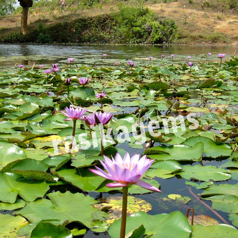 Dried Blue Lotus Flowers Blue Lily Nymphaea Caerulea Etsy