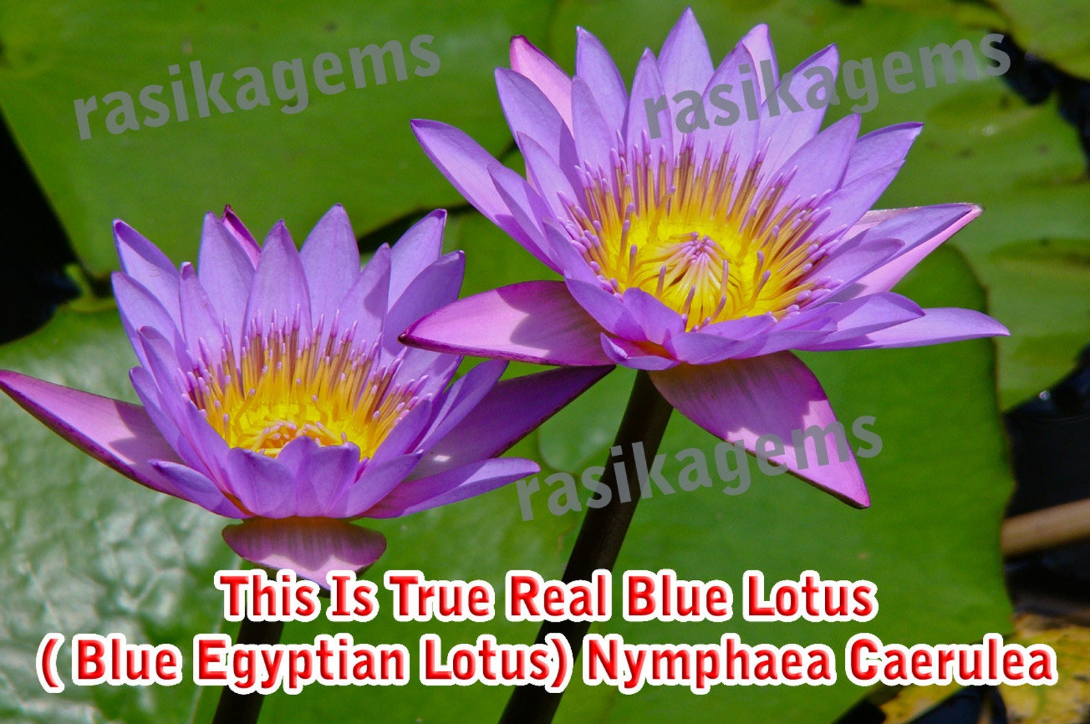 Dried Blue Lotus Flowers Blue Lily Nymphaea Caerulea Etsy