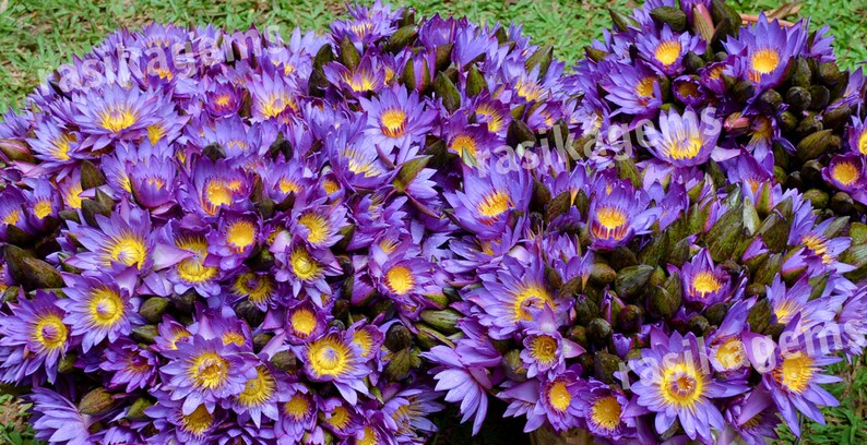 Dried Blue Lotus Flowers Blue Lily Nymphaea Caerulea Etsy