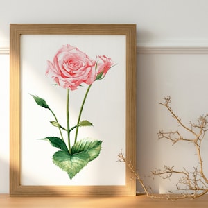 Edizione limitata A4 Rose Art Print / Pink Rose Print / Wildlife Painting / Stampa acquerello originale / Stampa giclée