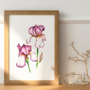 Edizione limitata A4 Benton Iris Art Print / Wildlife Painting / Stampa acquerello originale / Stampa giclée