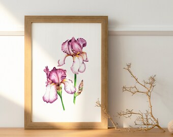 Limited Edition A4 Benton Iris Art Print / Wildlife Painting / Original Watercolour Print / Giclee Print