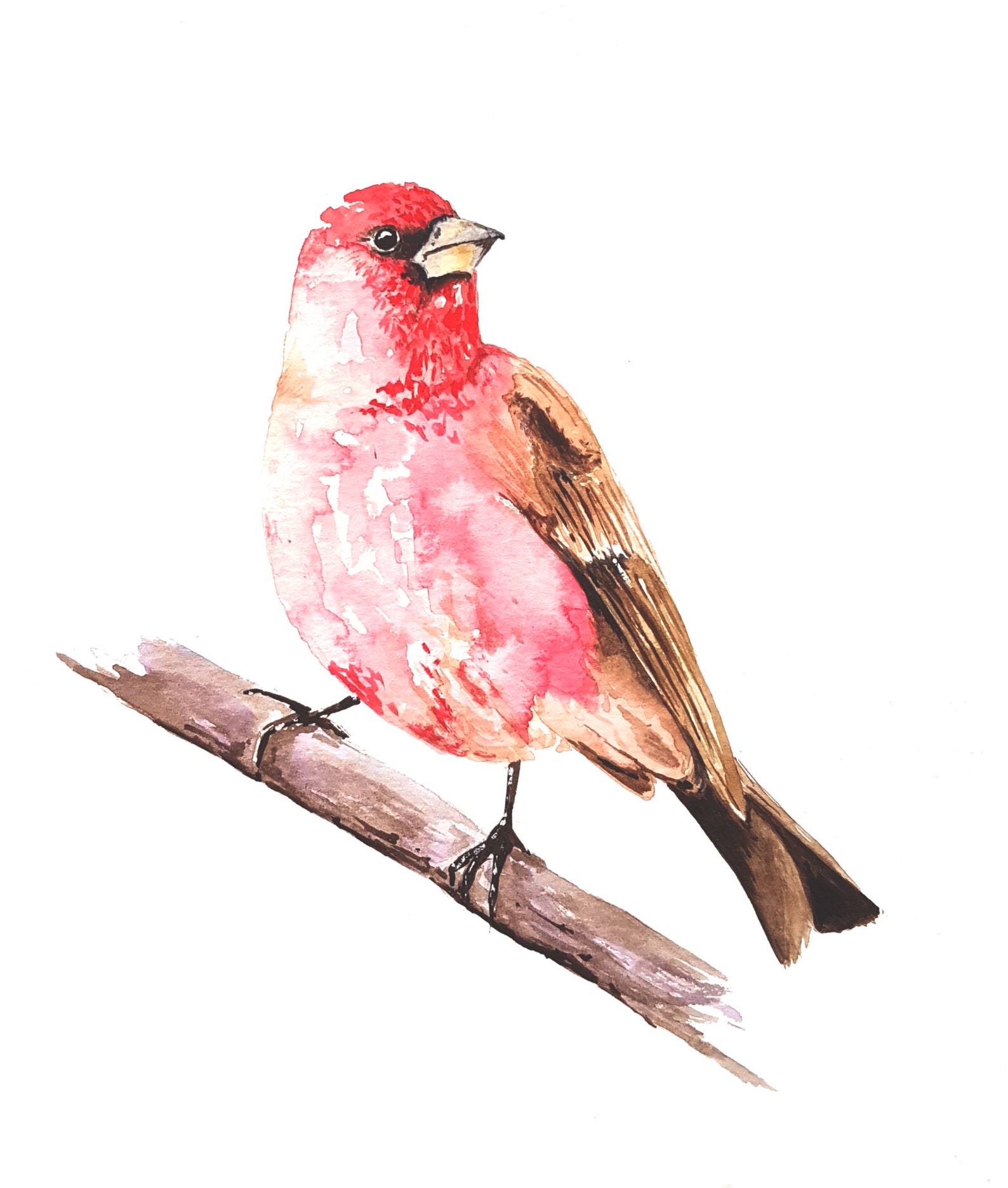 A6 Rosefinch Greeting Card / Watercolour Wildlife Art / Blank Etsy