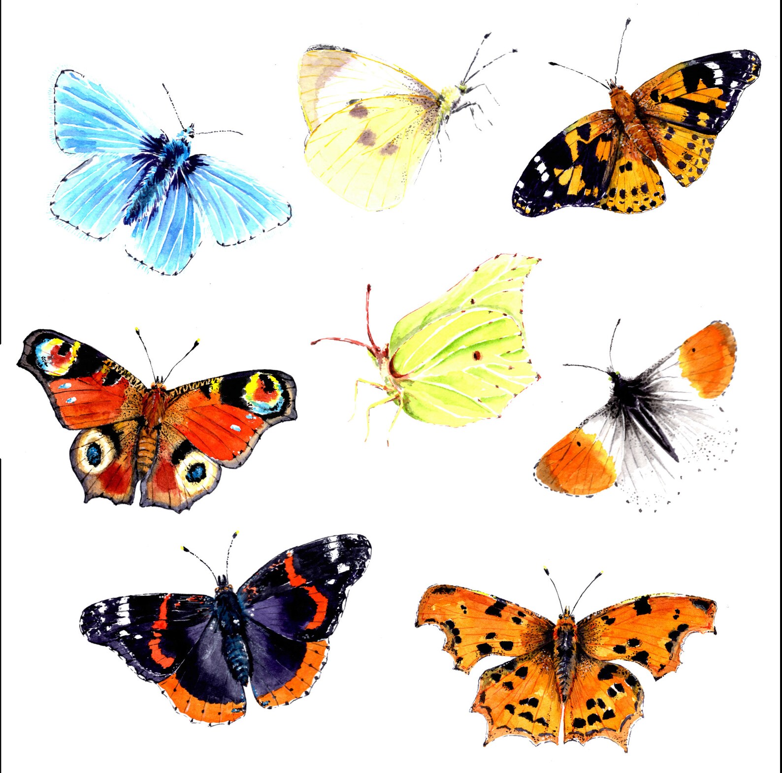 British Butterflies Greeting Card / Watercolour Wildlife Art / Blank ...