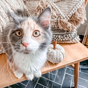 May include: A calico kitten with grey and white fur sits on a wooden bench with a knitted pumpkin beside it. The bench is in front of a black and white tiled floor.