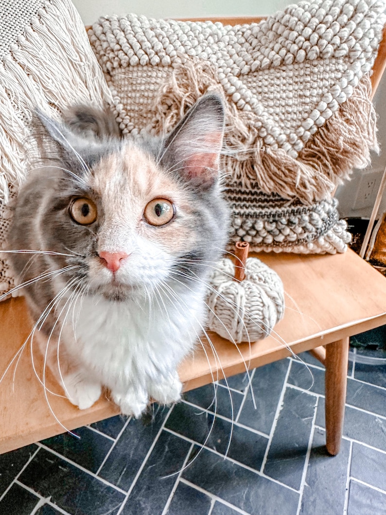 May include: A calico kitten with grey and white fur sits on a wooden bench with a knitted pumpkin beside it. The bench is in front of a black and white tiled floor.