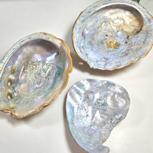 May include: Three iridescent abalone shells with natural pearlescent interiors displaying swirling shades of blue, green, and purple. The shells have irregular, organic shapes with textured, metallic-toned edges and smooth, reflective surfaces.