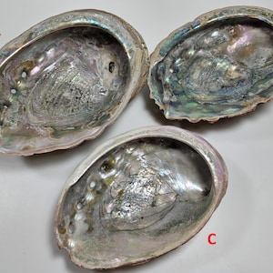choose your CA abalone shell, 3 choices // A is 8&quot;, B is 7.5&quot;, or C is 7&quot; // Pacific Abalone