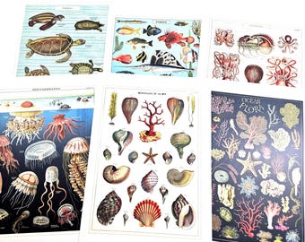 May include: A collection of six educational posters featuring marine life illustrations. The prints display turtles, various fish, octopuses, jellyfish, seashells, and ocean flora, each labeled with scientific headings like Oceanography.