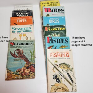 May include: A collection of vintage Golden Nature Guides, including books on Fossils, Rocks and Minerals, Trees, Seashells of the World, Seashores, Birds, Flowers, Fishes, and Fishing. The books have colorful covers with illustrations of the subjects.