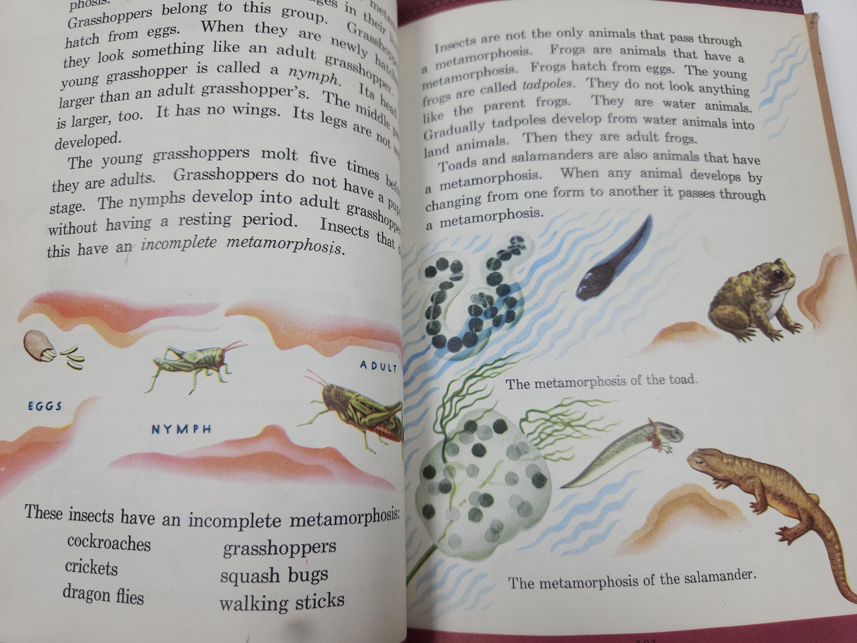 1944 school science textbook - lots of color illustrations matte paper // How and Why Experiments, 384 pages