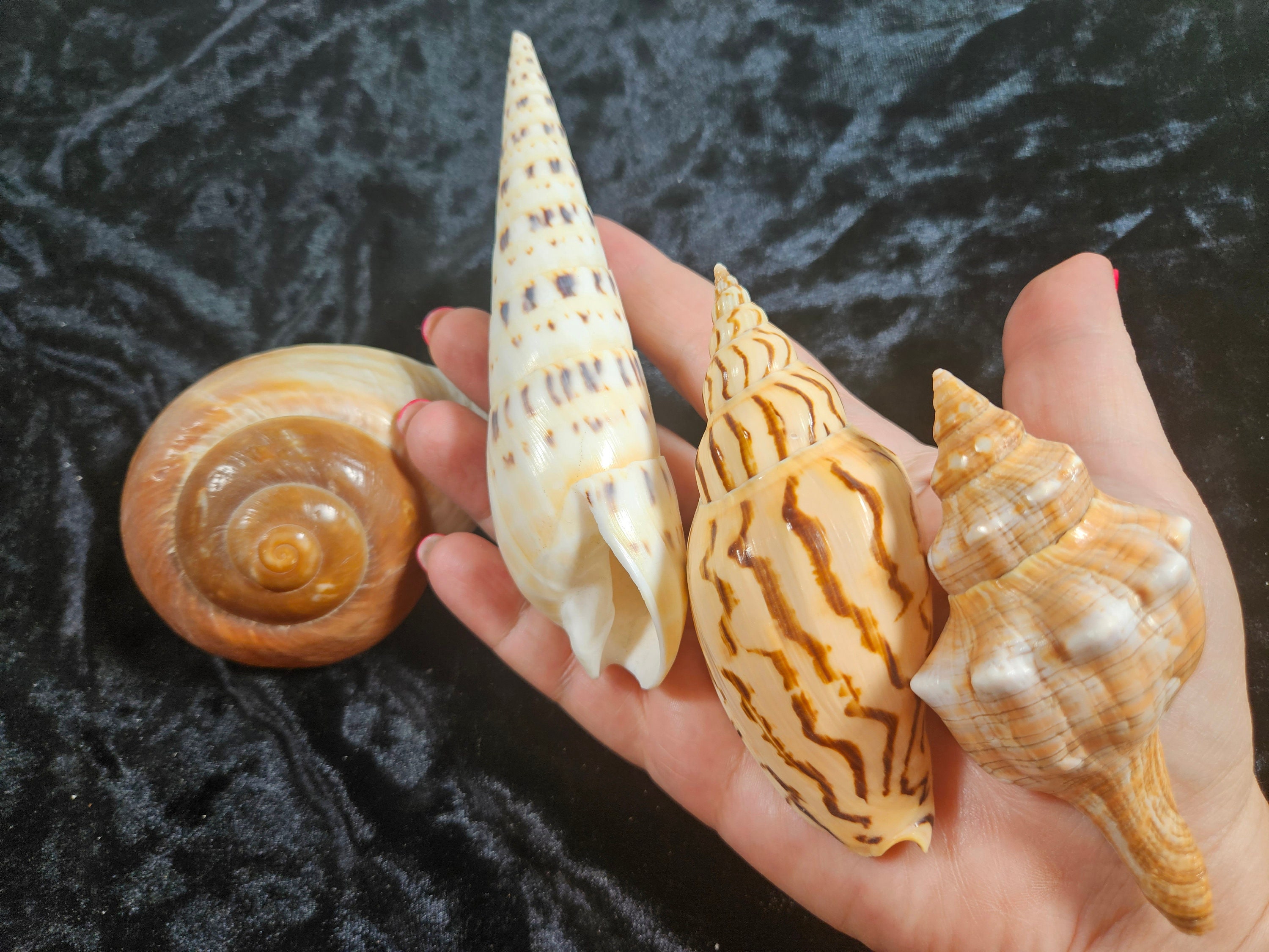 14-piece Showcase Large Seashells Set // See Listing Details