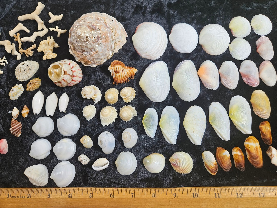 Shells Found in Bahamas 64 Piece - Etsy