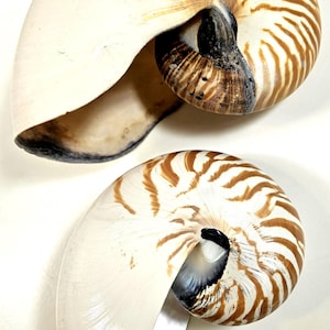 May include: Two nautilus shells featuring a smooth, cream-colored exterior with distinct, radiating brown tiger-stripe patterns. Each shell displays a coiled, spiral structure with a dark, recessed center and a wide, open aperture at the base.