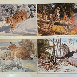 May include: Four illustrations of bobcats in winter settings. The first image shows a bobcat walking through the snow. The second image shows a bobcat perched on a log in a snowy forest. The third image shows a bobcat lying in the snow. The fourth image shows a bobcat in a snowy forest with a wild turkey.