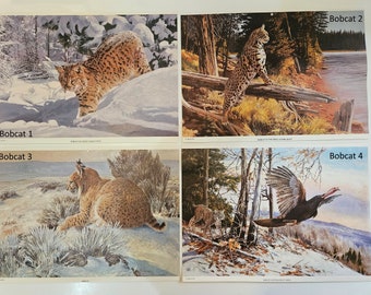 Puede incluir: Cuatro ilustraciones de linces rojos en entornos invernales. La primera imagen muestra un lince rojo caminando por la nieve. La segunda imagen muestra un lince rojo encaramado en un tronco en un bosque nevado. La tercera imagen muestra un lince rojo acostado en la nieve. La cuarta imagen muestra un lince rojo en un bosque nevado con un pavo salvaje.