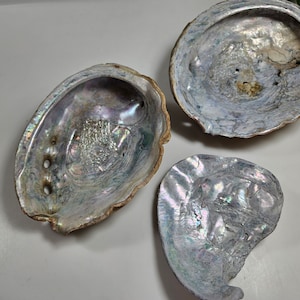 choose your CA abalone shell, 3 choices // large 8&quot;, medium 7&quot;, or 5&quot; piece // Pacific Abalone