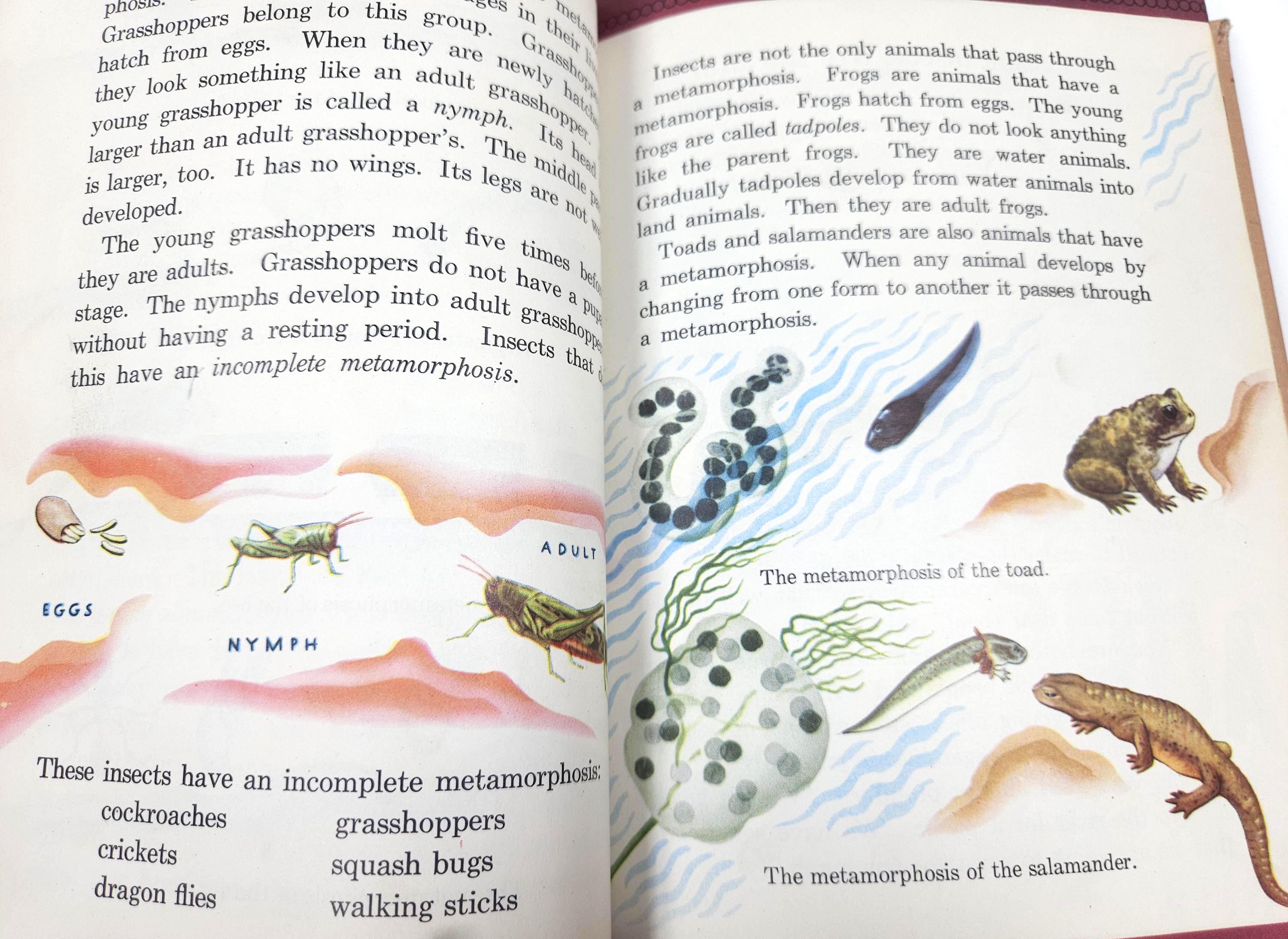 1944 school science textbook - lots of color illustrations matte paper // How and Why Experiments, 384 pages