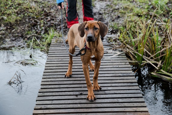 long line leash training