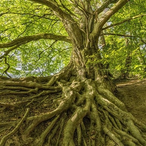 The Root of the Problem Spell