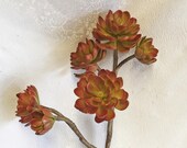 14 quot Tall Artificial Burgundy Succulent, Faux Hen Chicks Succulent Plant, Fake Hen Chicks Stem, Fake Succulent Pick, Artificial Succulents