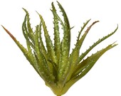 Real touch artificial aloe vera succulent plant, faux aloe pick, faux succulent plant, fake succulent, artificial succulents, fake cactus