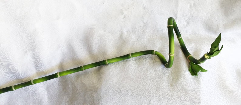 22/" Curly Lucky Bamboo Artificial Plant Wedding Flowers Home Office Hygge Decor