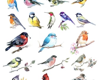 Watercolour Birds - Ceramic Overglaze Decal Transfers  - Sanbao