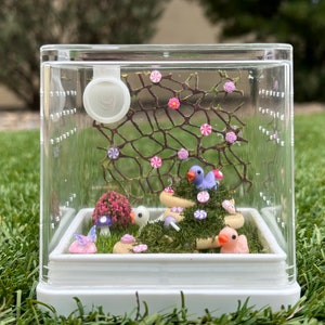 Ducky Themed Jumping Spider Enclosure