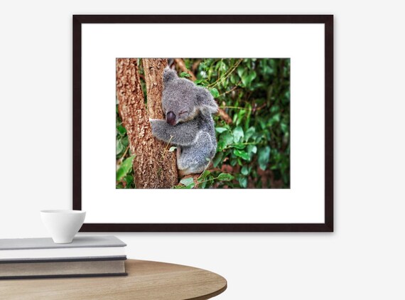 Baby Koala Asleep Koala In Tree Sleeping Koala Gum Tree Etsy
