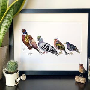 Illustrated Pigeon and Quirky Pheasant Bird Art Print