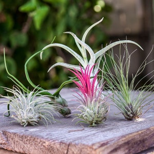 Zestaw Tillandsia z 5 roślinami powietrznymi - kolorowa mieszanka