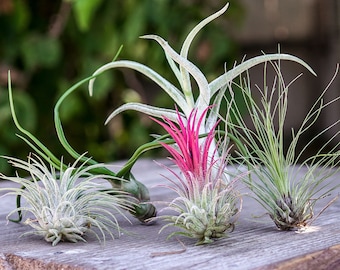 Tillandsien Set mit 5 Luftpflanzen - bunte mischung